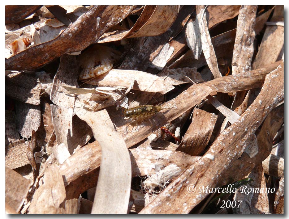 Omaggio alla pi bella cicindela di Sicilia: Calomera lugens